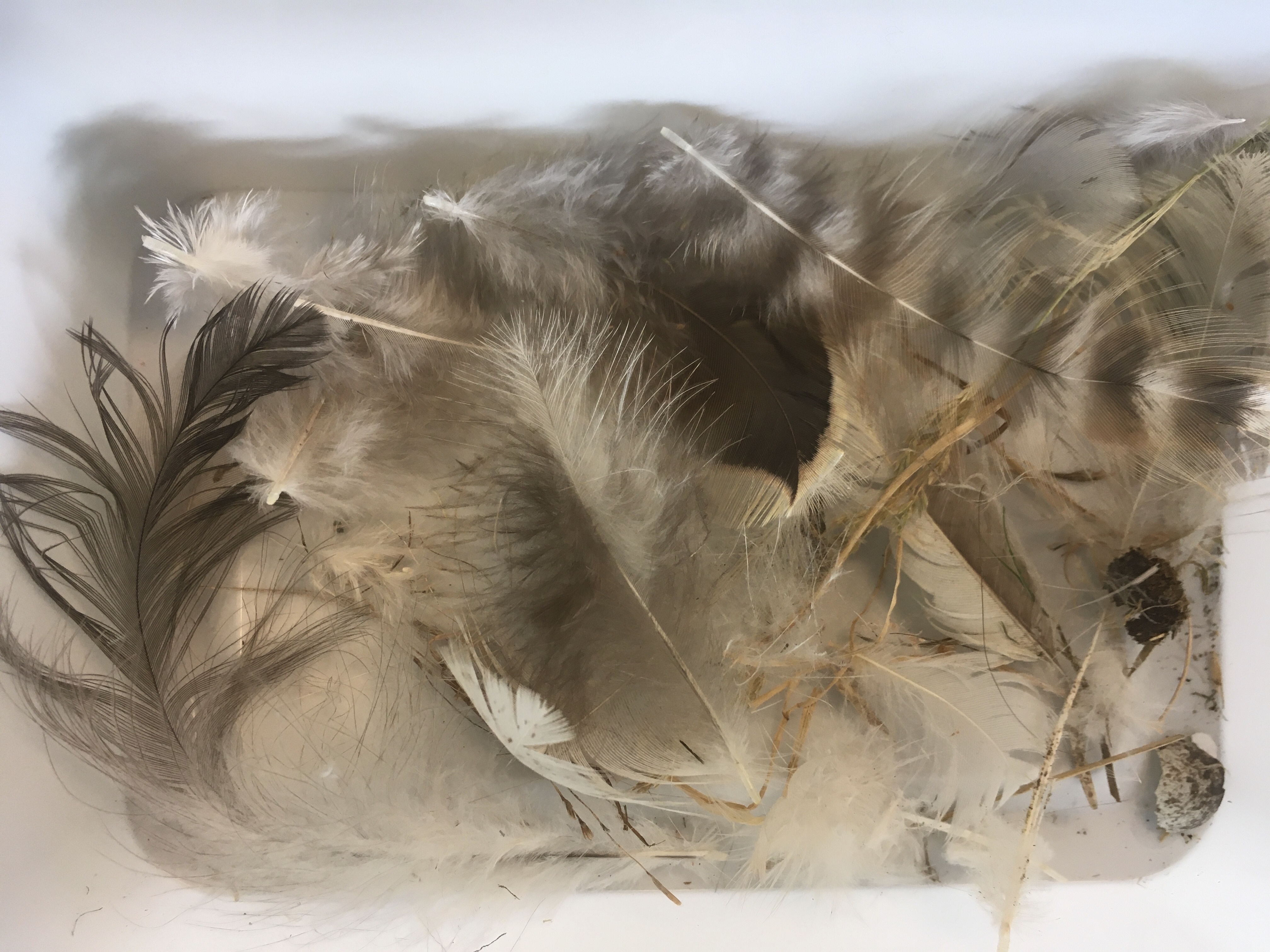 Onderzoek: 'Herken de vogel aan zijn veer'