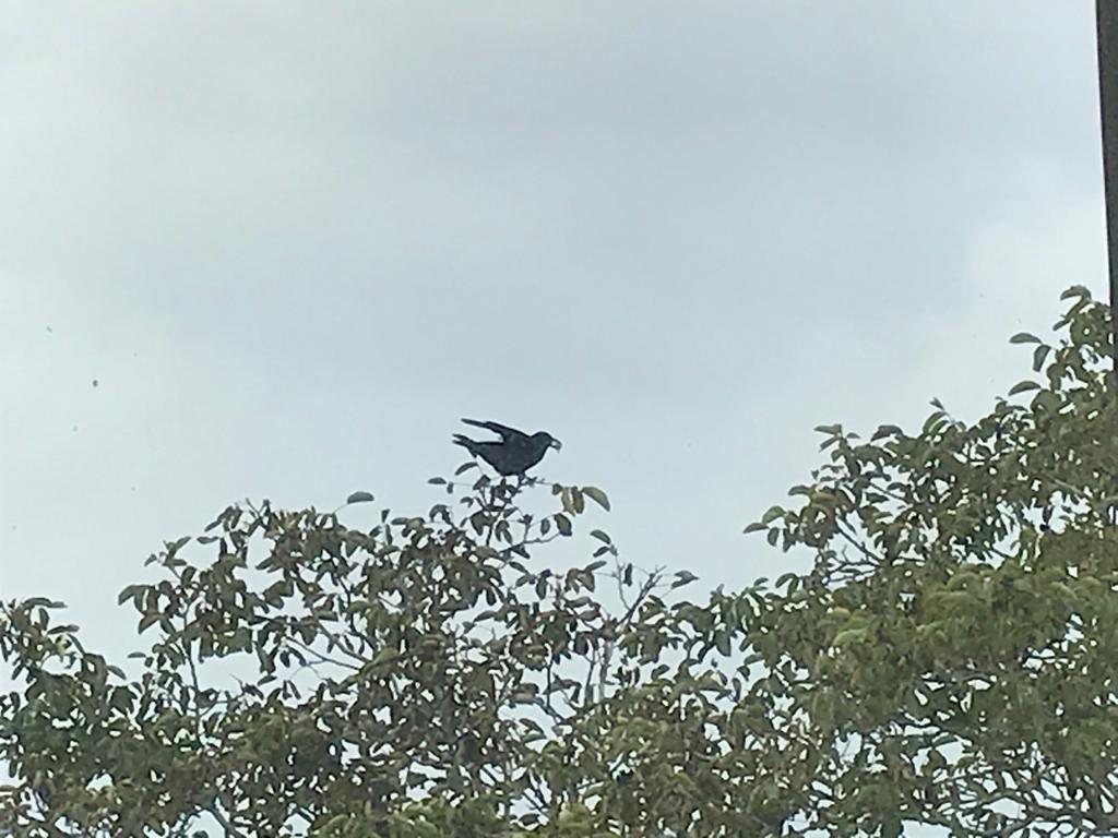 Vogels spotten