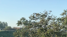 Vogelsspotten