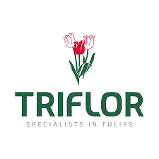 triflor