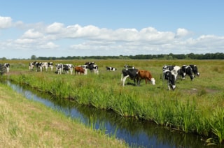 Oude koeien