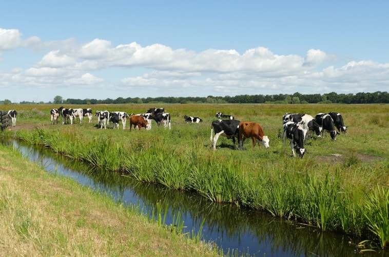 Oude koeien
