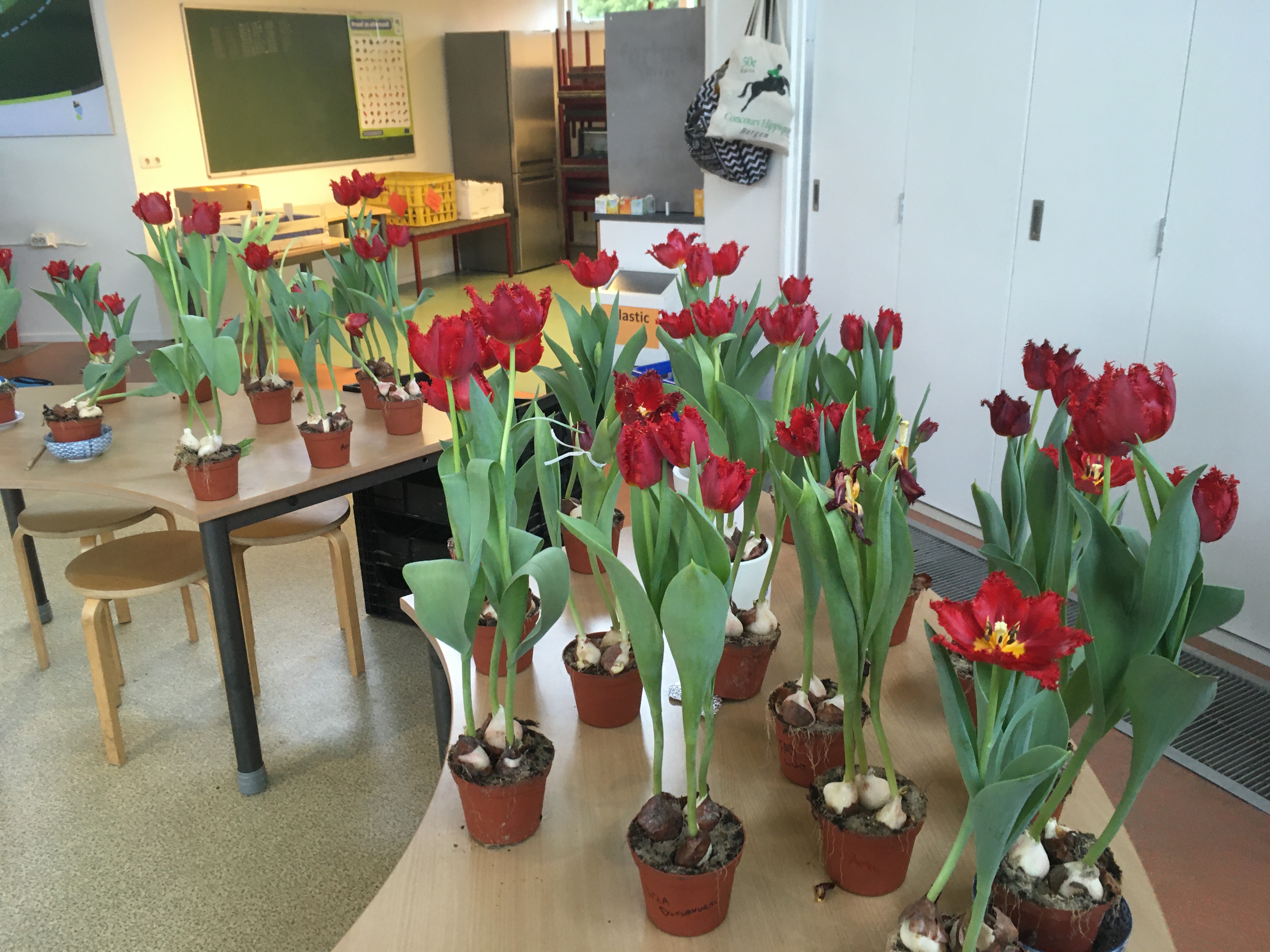Tulpenkeuring
