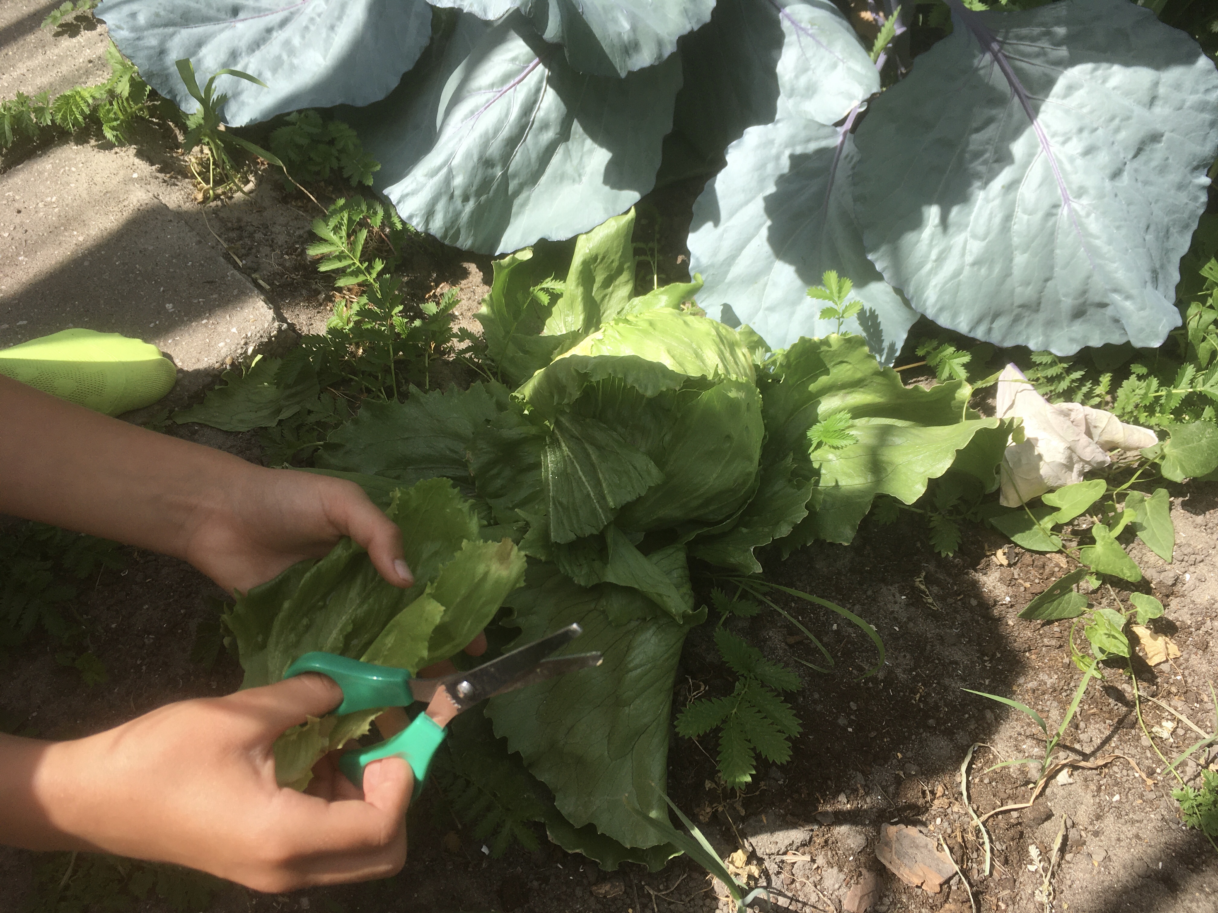 Groenten uit de schooltuin