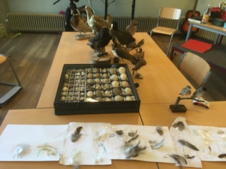 BS De Meerkoet Workshop tot mini vogelaar, VWG Tringa Schagen 6