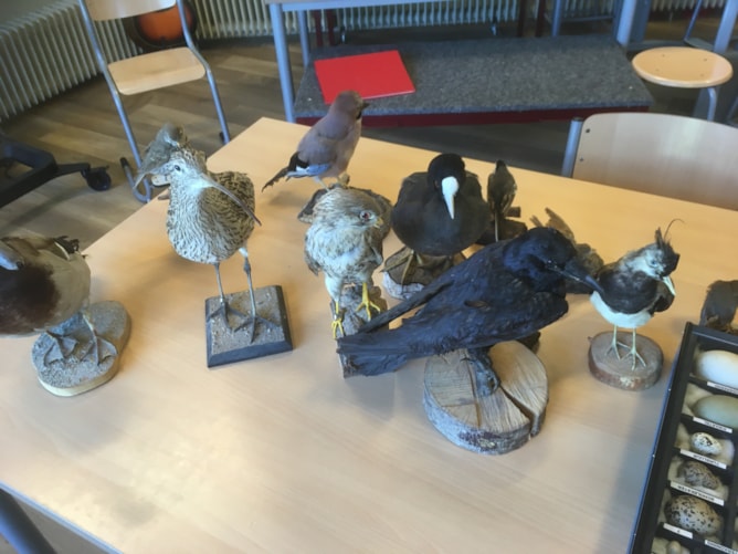 BS De Meerkoet Workshop tot mini vogelaar, VWG Tringa Schagen 7